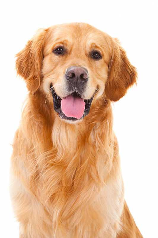 Onde Tem Painel de Genética Canina Cantagalo - Painel Genético de Sequenciamento Canino