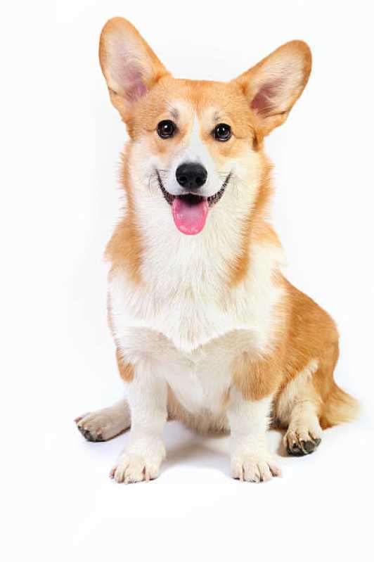 Onde Tem Painel Genético Canino Serrinha - Painel Genético de Sequenciamento Canino