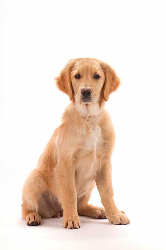 Onde Tem Painel Genético de Portador Canino Cruzeiro - Painel Genético de Sequenciamento Canino