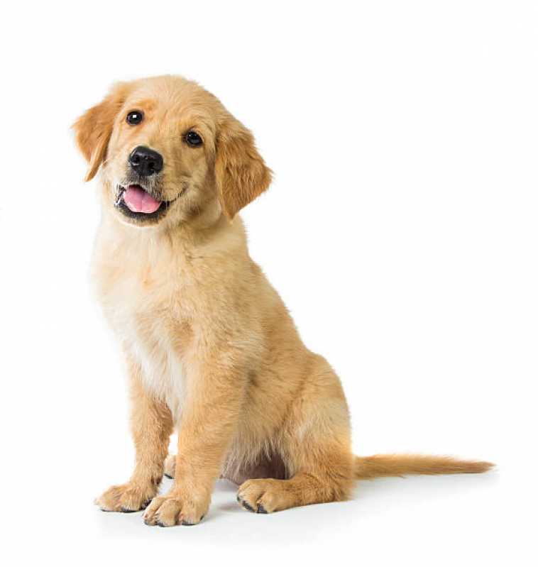 Onde Tem Painel Genético de Raças Brumado - Painel Genético de Sequenciamento Canino