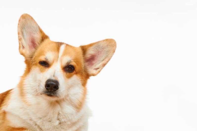 Onde Tem Painel Genético Portador Canino Barro Vermelho - Painel Genético de Sequenciamento Canino