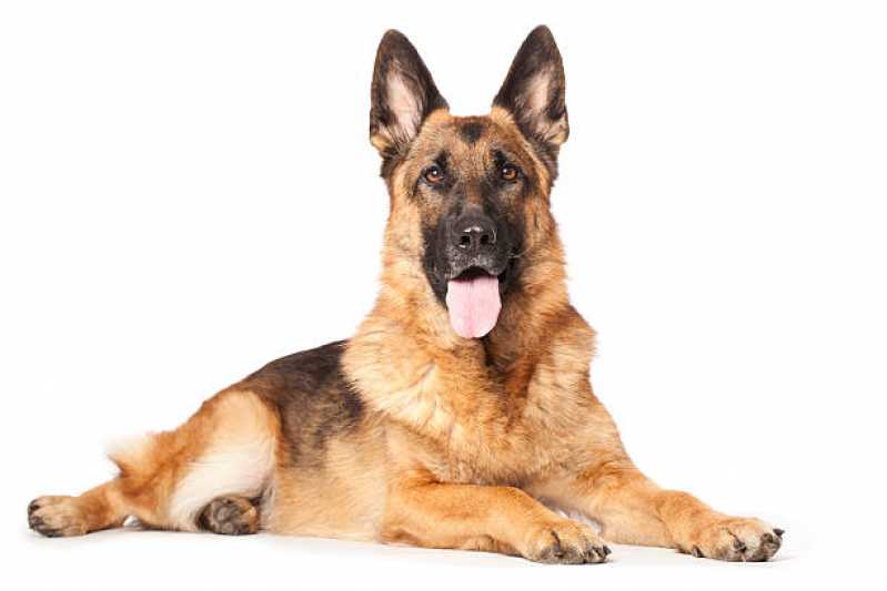 Painéis Genéticos Canino São Gonçalo - Painel Genético de Sequenciamento Canino