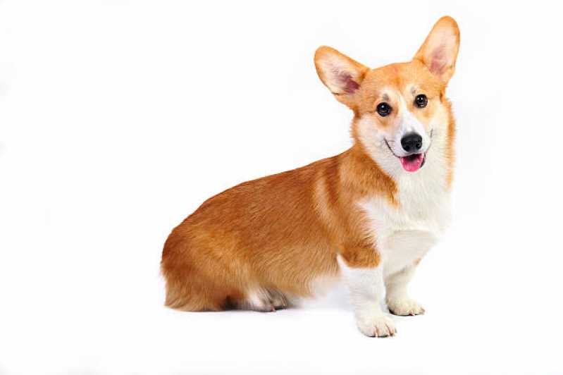 Painéis Genéticos de Sequenciamento Canino Formosa - Painel Genética Canina