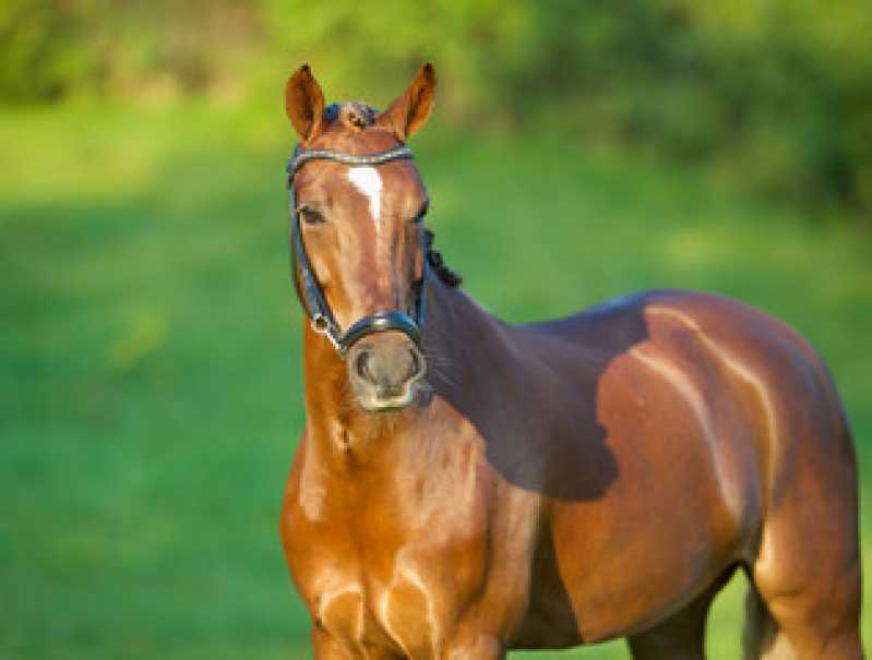 Painel Cinco Exames Genéticos Equino Agendar Atibaia - Teste Genético em Cavalo