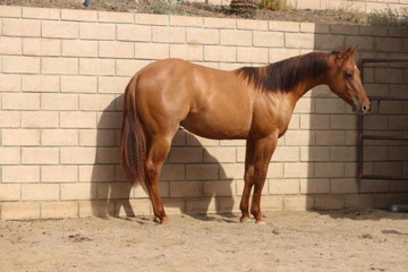 Painel Cinco Exames Genéticos Equino Clínica Uberaba - Teste Genético em Cavalo