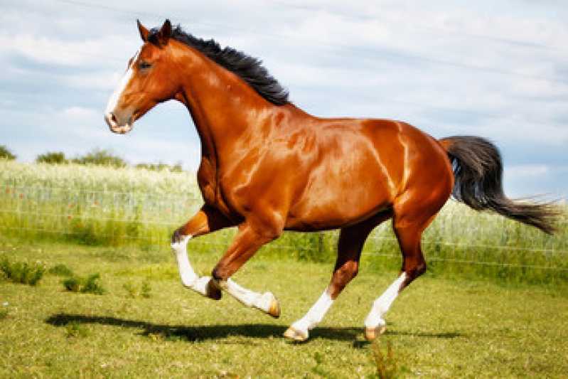 Painel Cinco Exames Genéticos Equino Cianorte - Teste Genético em Cavalo