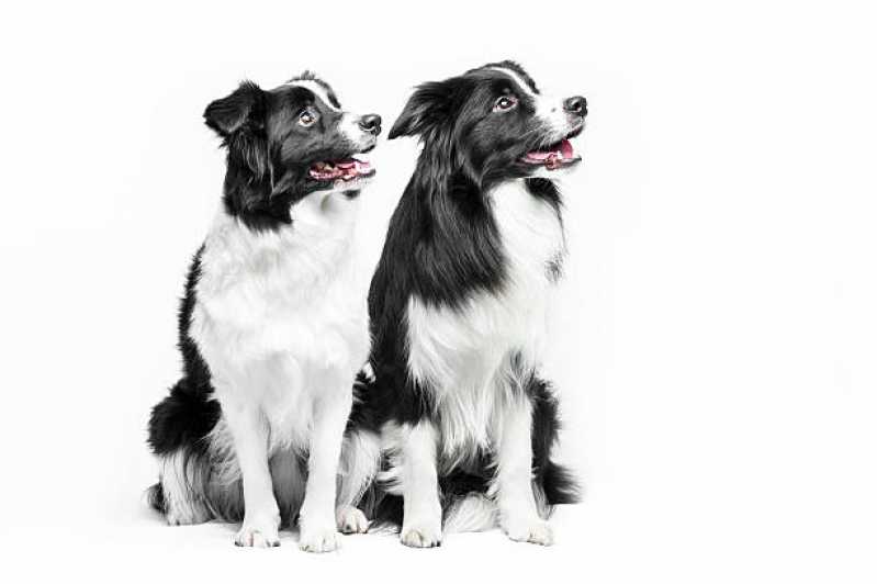 Painel Genética Canina Duque de Caxias - Painel Genético de Sequenciamento Canino