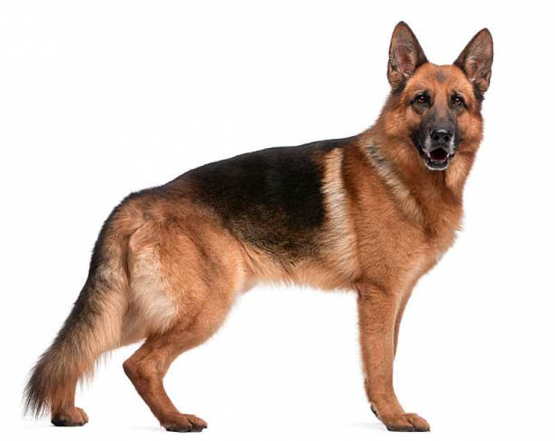 Painel Genético Canino Clínica Uberaba - Painel Genético Pelagem Canina
