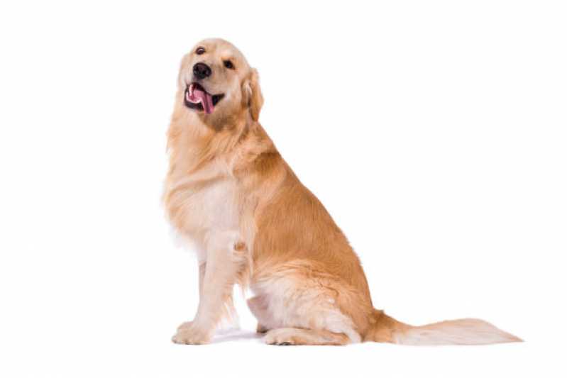 Painel Genético de Pelagem Canina Ilha do Frade - Painel Genética Canina