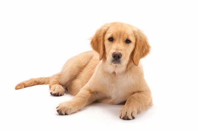 Painel Genético de Sequenciamento Canino Clínica São Gonçalo - Painel Genético de Raças