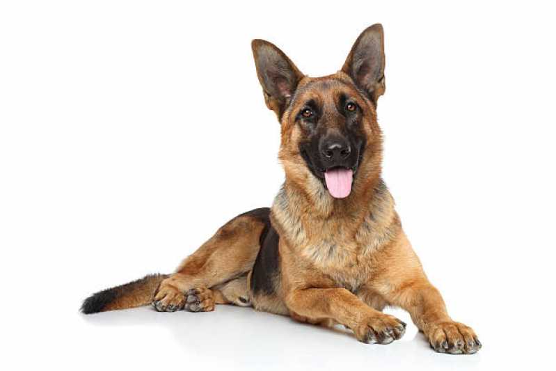 Painel Genético Pelagem Canina Clínica Alagoinhas - Painel Genético de Sequenciamento Canino