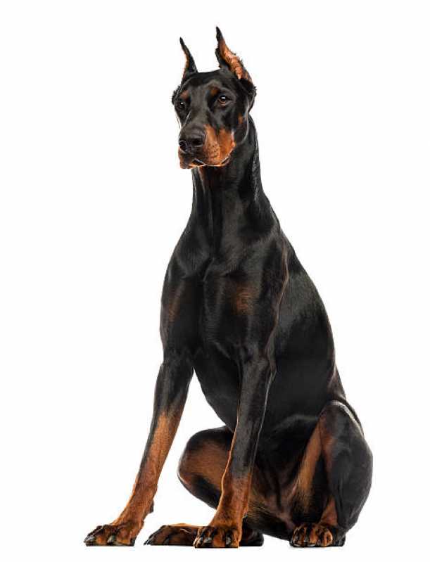 Painel Genético Pelagem Canina Uberlândia - Painel Genético Portador Canino