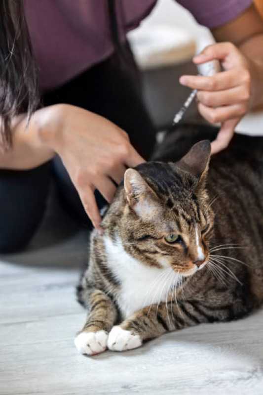 Exames de Anemia Felina