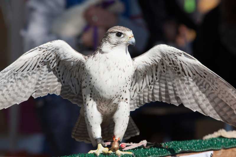 Exames em Aves