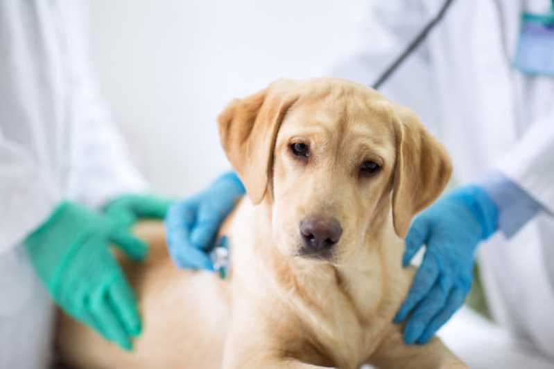 Teste de Adenovírus em Cachorros Teresópolis - Teste de Parvovírus em Cães