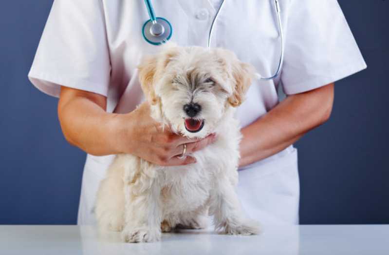 Teste de Campylobacter para Animais Agendar Mariporã - Teste de Parvovírus em Cães
