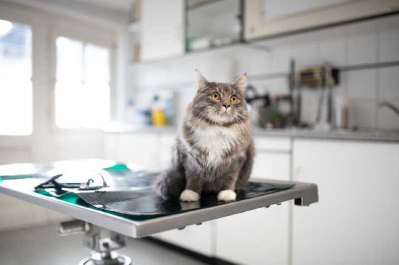 Teste de Diarreia em Gatos Agendar Barreiras - Teste de Diarreia em Gatos