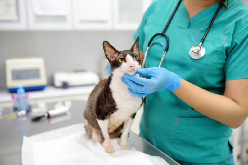 Teste de Diarreia em Gatos Macaé - Teste de Diarreia Veterinária