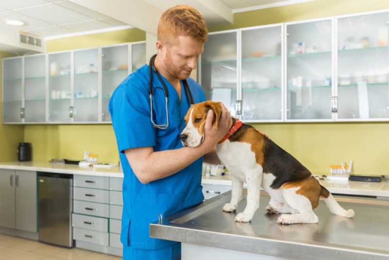 Teste de Diarreia Veterinária Inhaúma - Teste de Adenovírus em Cachorros