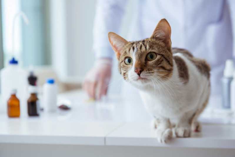 Teste de Gatos Fiv e Felv Jandira - Teste para Gatos Fiv e Felv