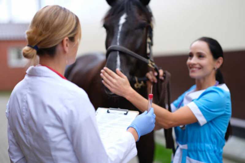 Teste de Hypp em Equinos Clínica Barueri - Teste Genético em Cavalos