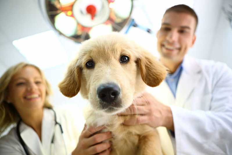 Teste de Leishmaniose Agendar São José da Varginha - Teste de Leishmaniose em Cachorros