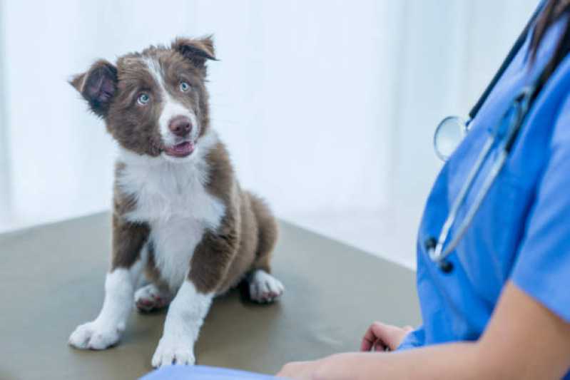 Teste de Leishmaniose Canina Agendar Vassouras - Teste para Detectar Leishmaniose
