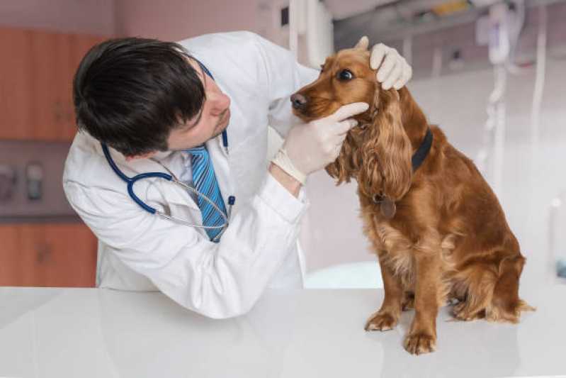 Teste de Leishmaniose Canina Tocantins - Teste de Leishmaniose