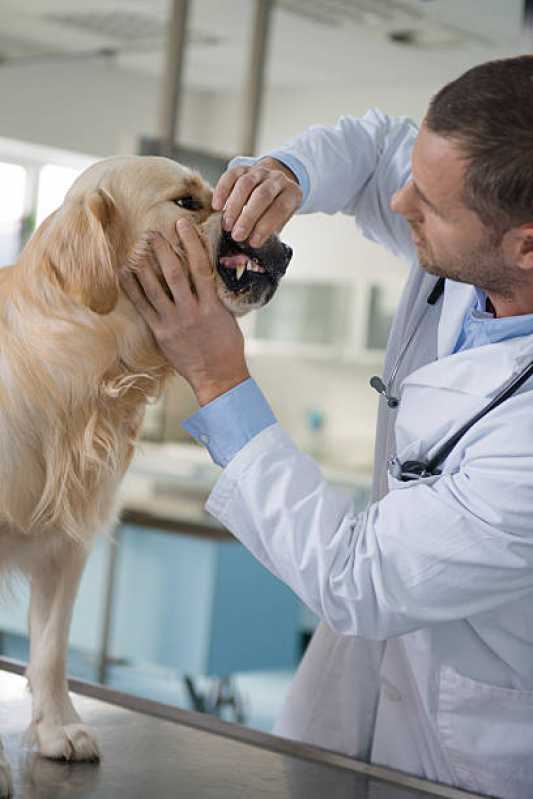Teste de Leishmaniose em Cachorros Funilândia - Teste de Leishmaniose Canina