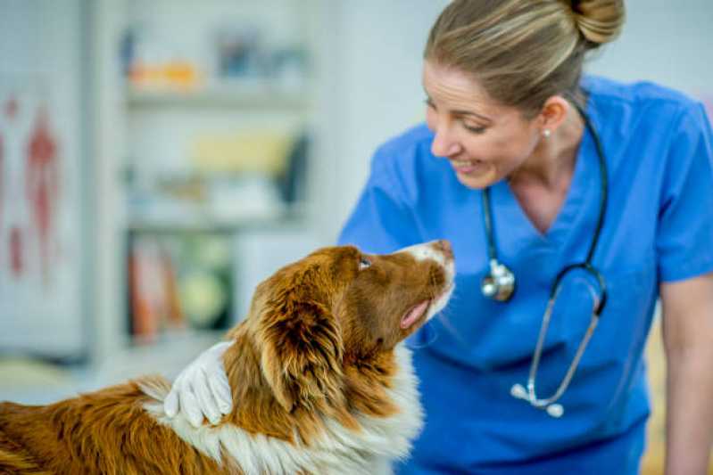 Teste de Leishmaniose em Cães Cruz das Almas - Teste de Leishmaniose em Cachorros