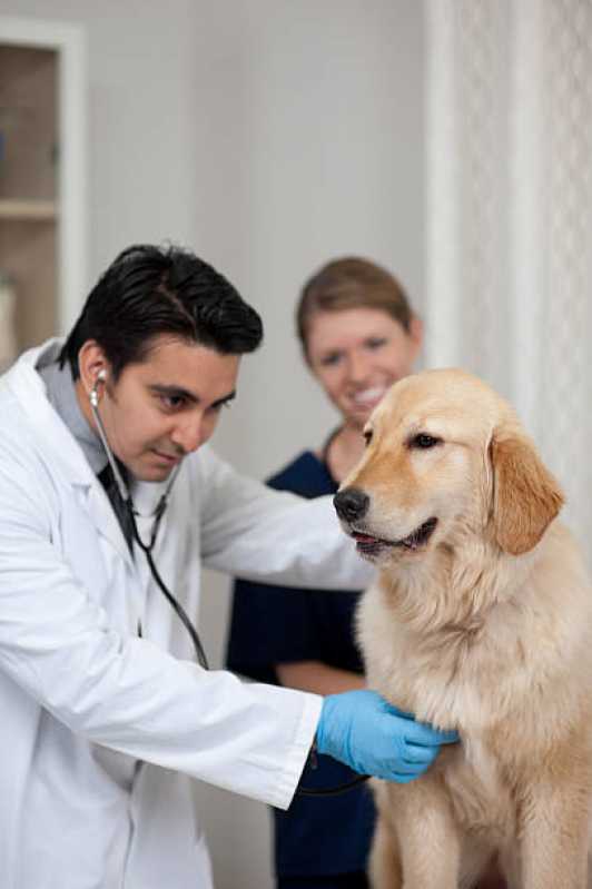 Teste de Leishmaniose São Gonçalo - Teste de Leishmaniose Canina