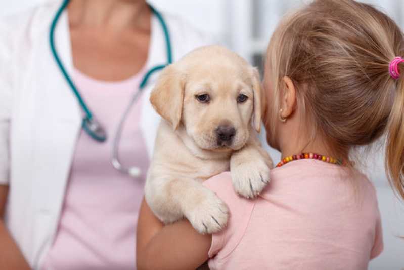 Teste de Parvovírus em Cães Pernambuco - Teste de Campylobacter para Animais