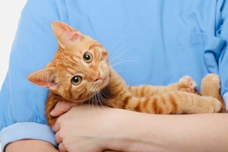 Teste de Sangue Fiv e Felv Valença - Teste de Gatos Fiv e Felv