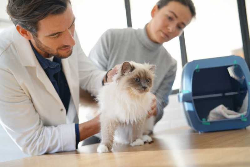 Teste Fiv Felv para Gatos Brumado - Teste para Gatos Fiv Felv