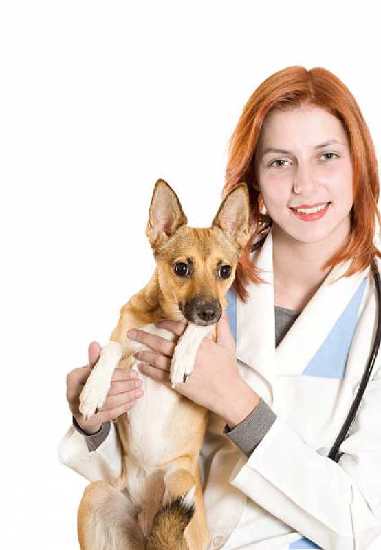 Teste Genético em Cachorros Goiás - Teste Genético para Animais