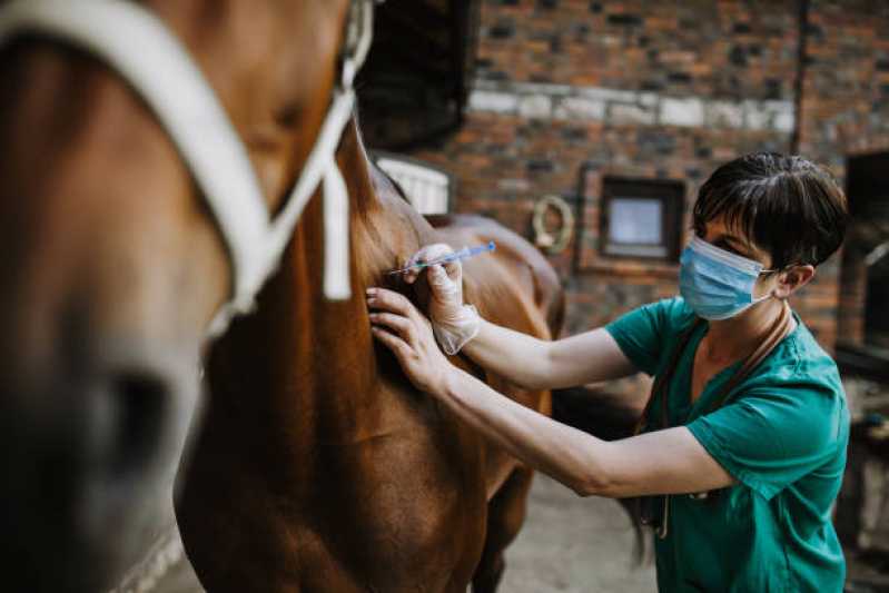 Teste Genético em Cavalos de Trabalho Aruja - Painel Cinco Exames Genéticos Equino