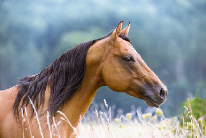 Teste Genético em Equinos Agendar Senhor do Bonfim - Teste Genético em Cavalos