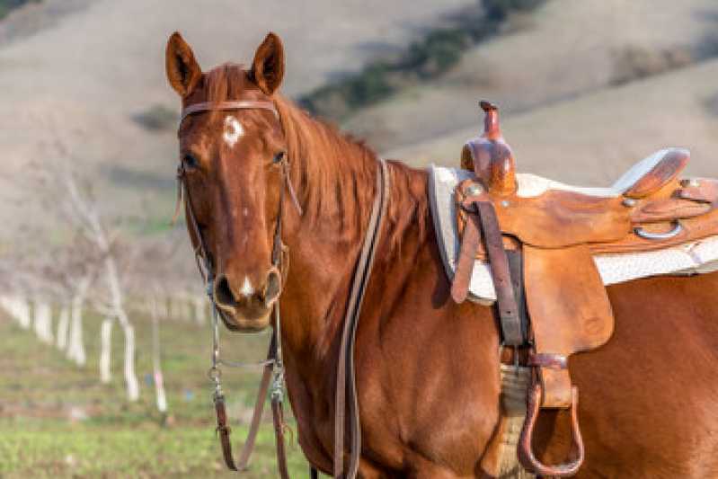 Teste Genético em Equinos Bahia - Teste Genético em Cavalos de Trabalho
