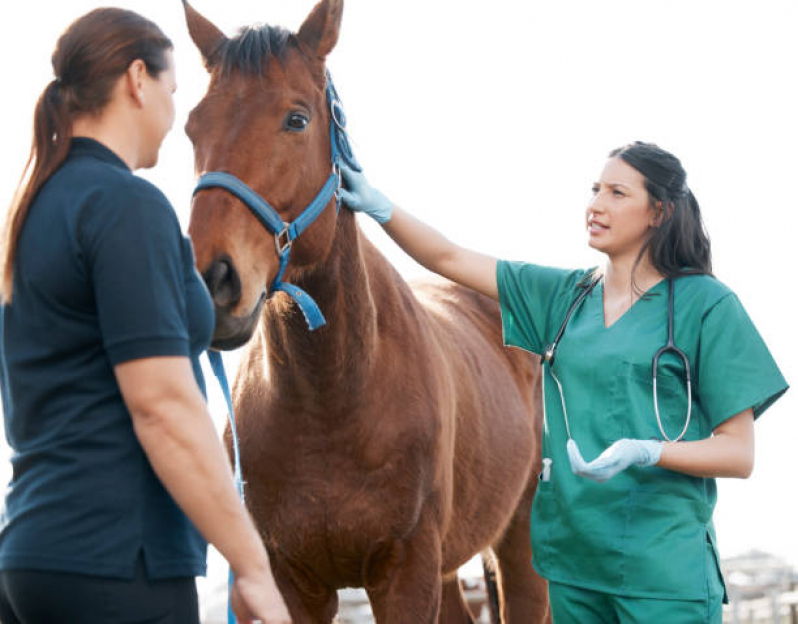 Teste Genético em Rédeas Clínica Paty do Alferes - Teste Genético em Cavalo
