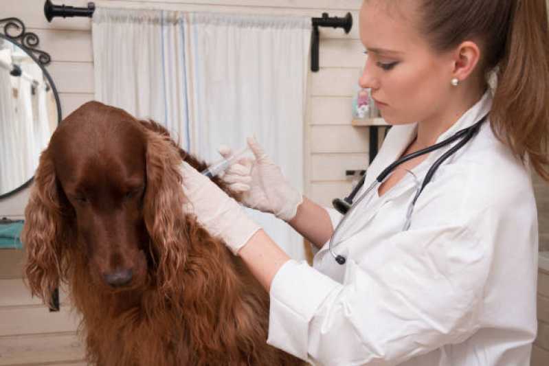 Teste Genético para Cachorro Marcar Conceição do Coité - Teste Genético para Animais