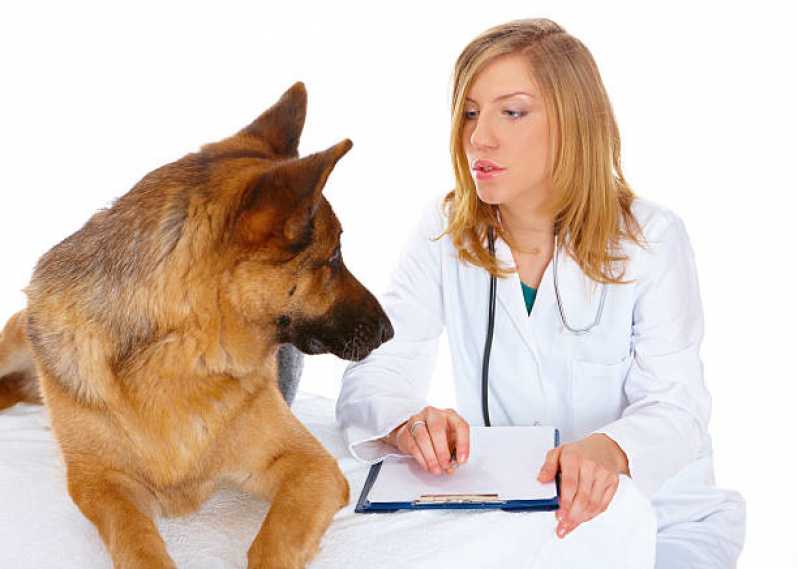 Teste Genético para Cachorros Seropédica - Teste Genético para Cães