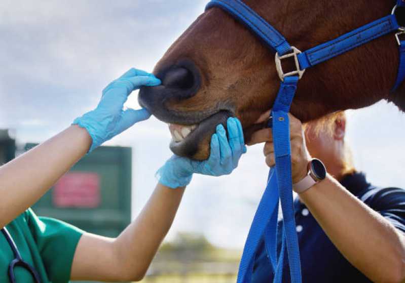 Teste Genético para Cavalo Marcar Macuco - Teste Genético para Animais