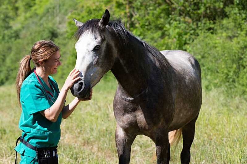 Teste Genético para Cavalos Marcar Itanhaém - Teste Genético para Animais