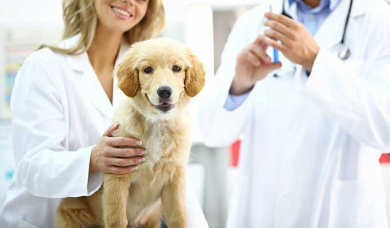 Teste Leishmaniose Agendar Aruja - Teste para Leishmaniose Canina