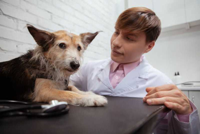 Teste Leishmaniose Canina Agendar Ourinhos - Teste para Leishmaniose Canina