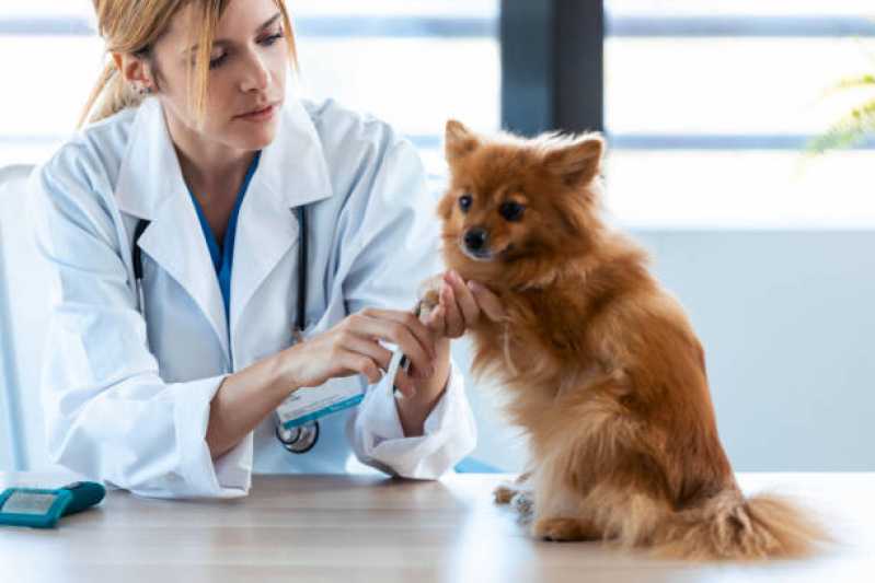 Teste Leishmaniose Canina Irati - Teste de Sangue Leishmaniose
