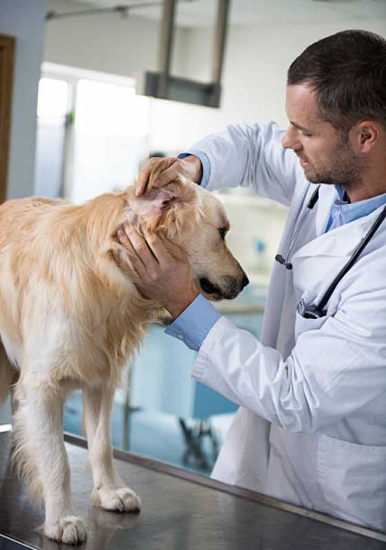 Teste Leishmaniose Juiz de Fora - Teste para Leishmaniose Canina