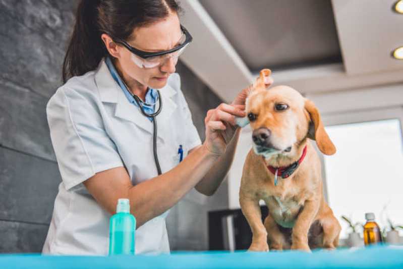 Teste para Detectar Leishmaniose Agendar Cotia - Teste Leishmaniose Canina
