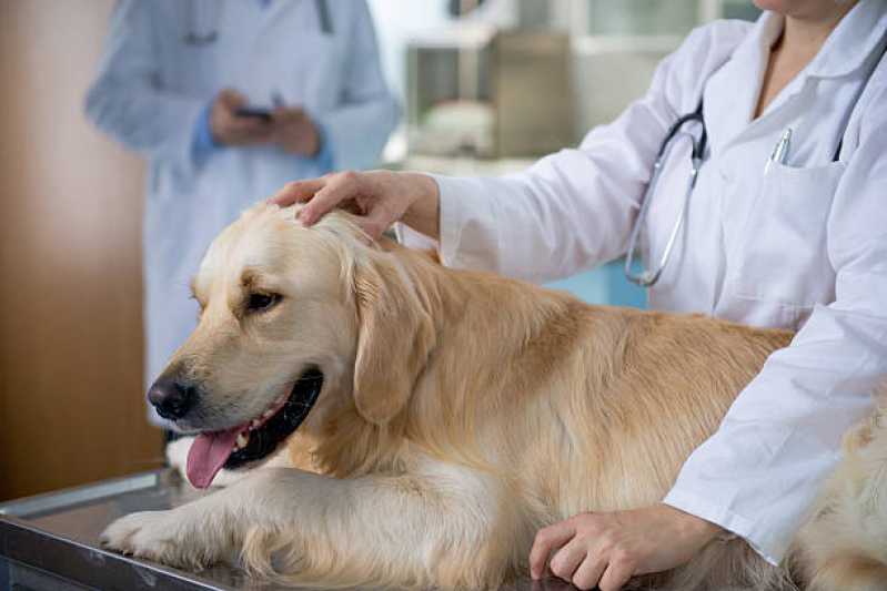 Teste para Leishmaniose Canina Agendar Itatiba - Teste de Leishmaniose em Cachorros