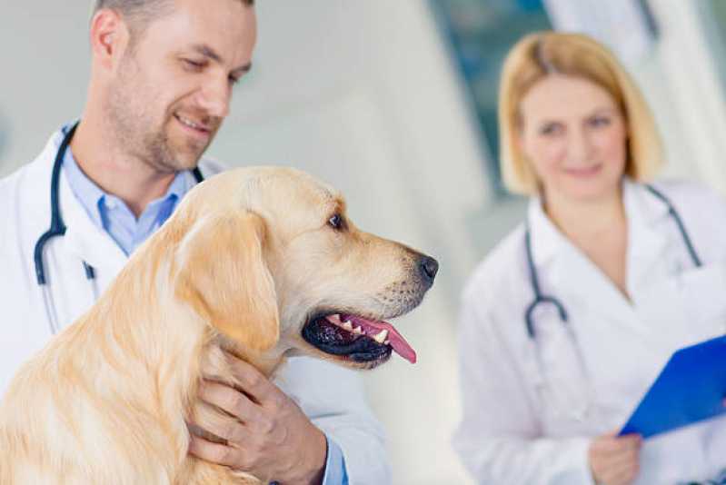 Teste para Leishmaniose Varre-Sai - Teste de Leishmaniose em Cães